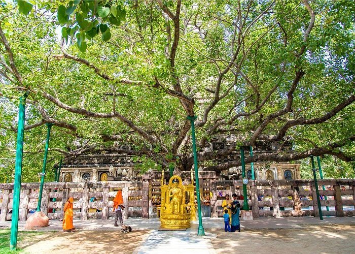 Bodhi Tree Bodh Gaya